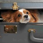 documenti viaggio cane gatto